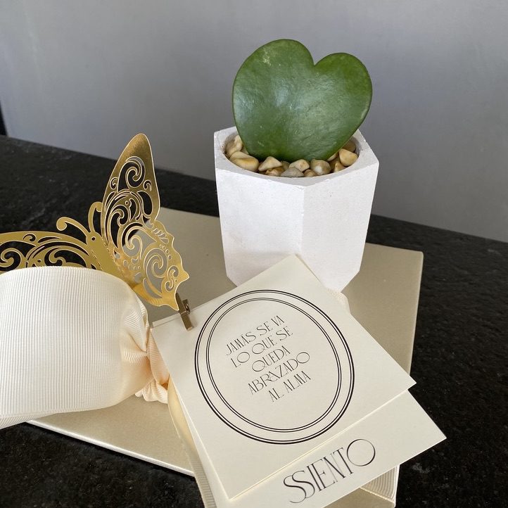 PLANTA CUORE - Imagen 2