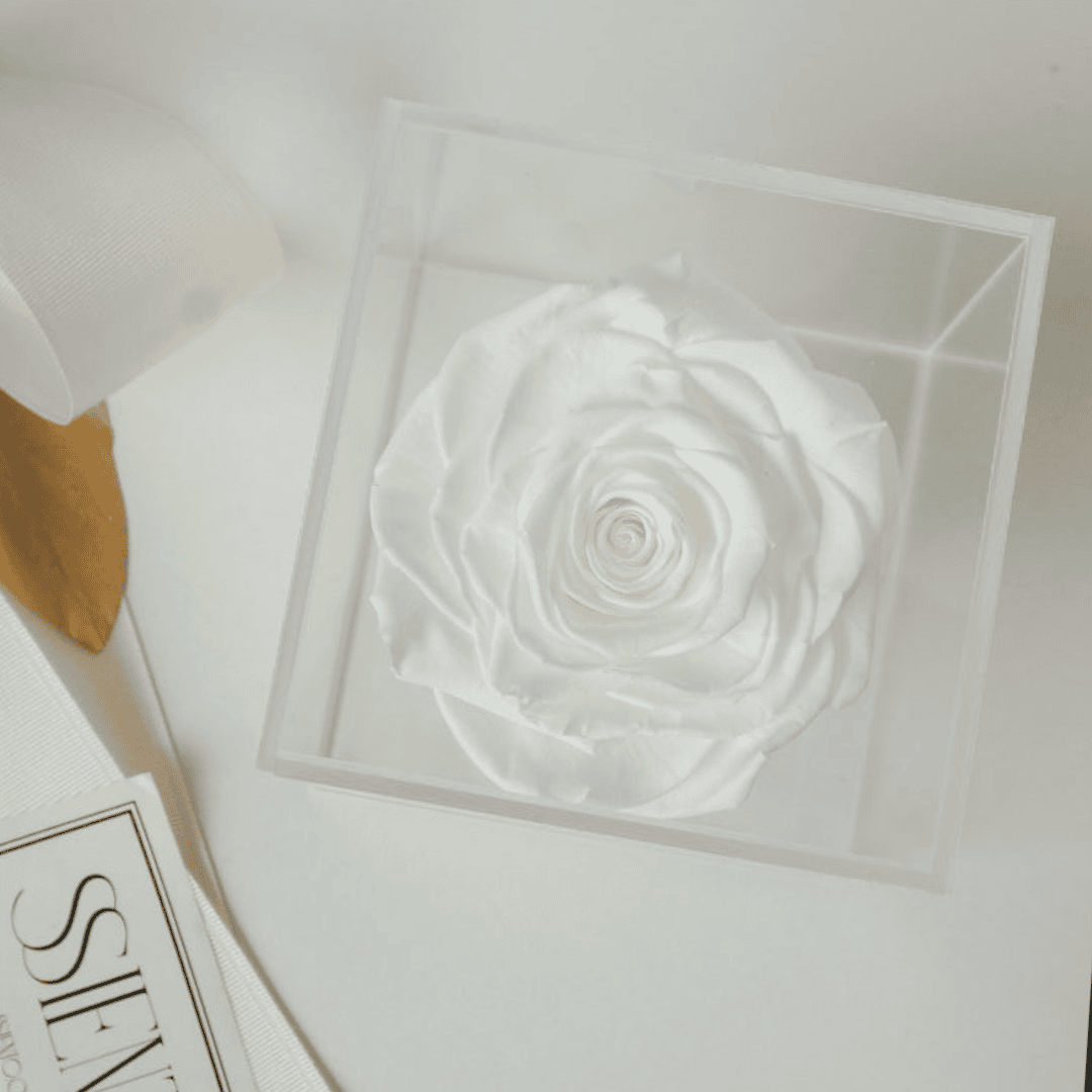 ROSAS BLANCAS PRESERVADAS EN CAJA DE ACRÍLICO