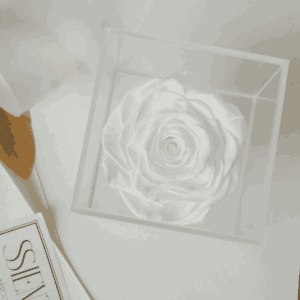 ROSAS BLANCAS PRESERVADAS EN CAJA DE ACRÍLICO