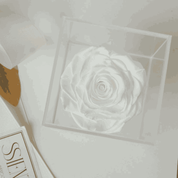 ROSAS BLANCAS PRESERVADAS EN CAJA DE ACRÍLICO