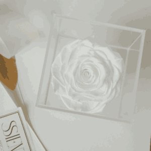 ROSAS BLANCAS PRESERVADAS EN CAJA DE ACRÍLICO