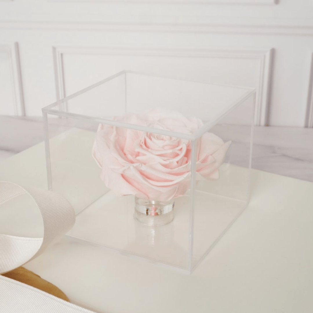 ROSA ROSA PRESERVADA EN CAJA DE ACRÍLICO 2