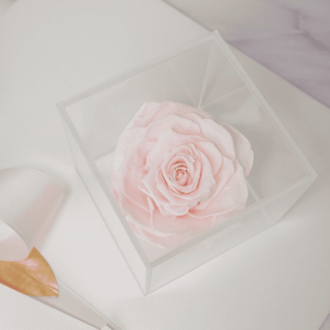 ROSA ROSA PRESERVADA EN CAJA DE ACRÍLICO