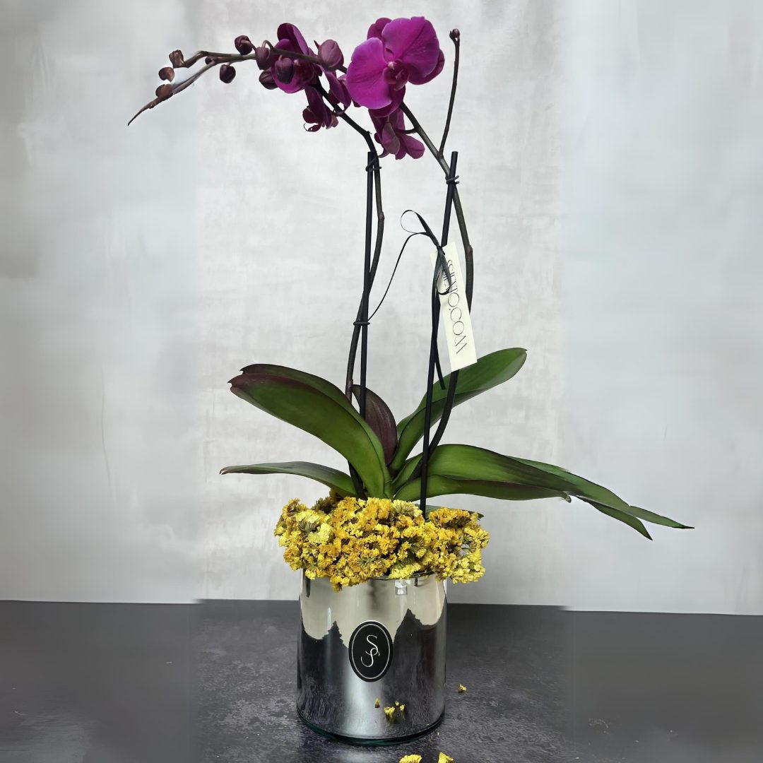 ORQUÍDEA ZIBA COLORES