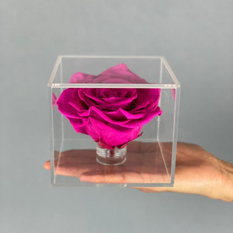 ROSA FUCSIA PRESERVADA 2