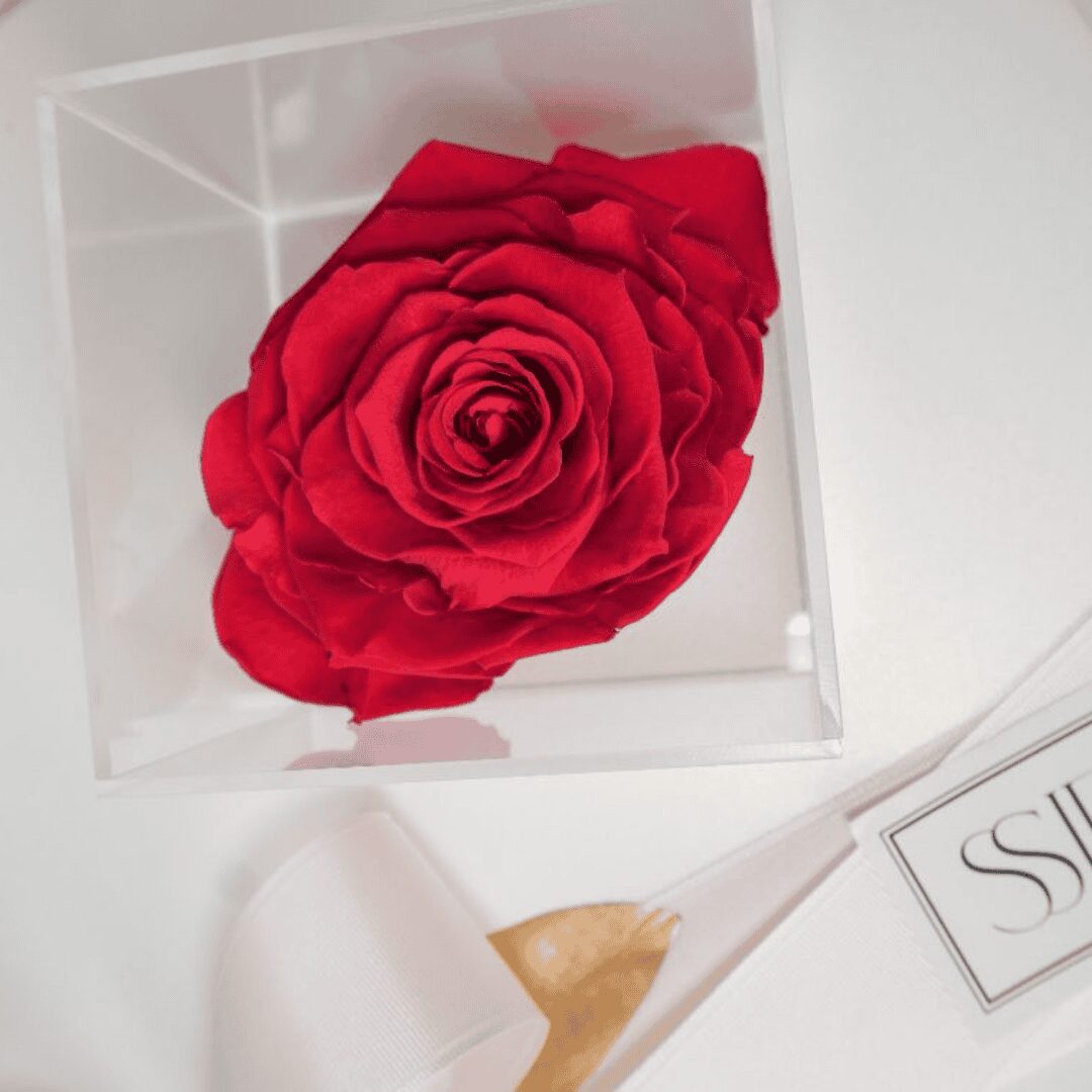 ROSAS ROJAS PRESERVADAS