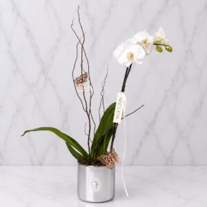ORQUÍDEA ZIBA
