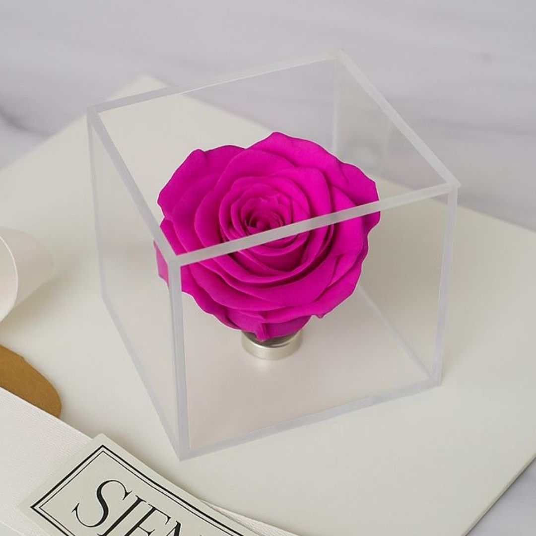 ROSA FUCSIA PRESERVADA EN CAJA DE ACRÍLICO_ PORTADA DE PRODUCTO